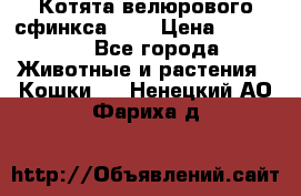 Котята велюрового сфинкса. .. › Цена ­ 15 000 - Все города Животные и растения » Кошки   . Ненецкий АО,Фариха д.